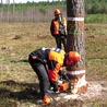 Bezpieczne ścięcie takiego drzewa wymaga nie lada wprawy