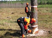 Bezpieczne ścięcie takiego drzewa wymaga nie lada wprawy