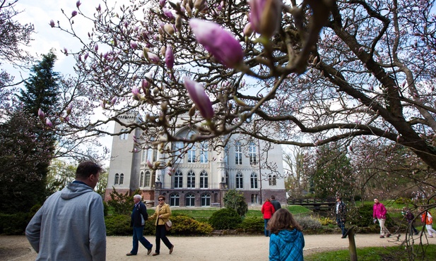 Zakwitły magnolie