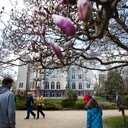 Zakwitły magnolie