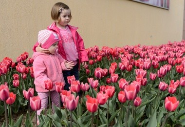 Wielkie targi tulipanów