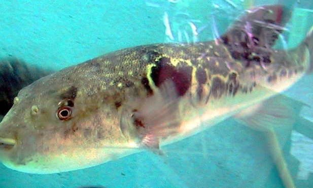 Fugu