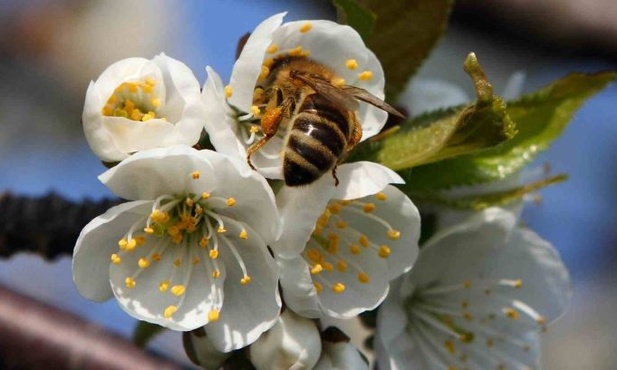 Co nam po pszczołach?