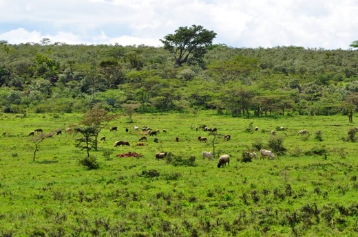 Masajowie jacy są
