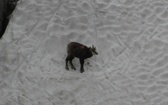 Pięć Stawów i kozice, czyli Tatry puste po majówce