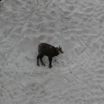 Pięć Stawów i kozice, czyli Tatry puste po majówce