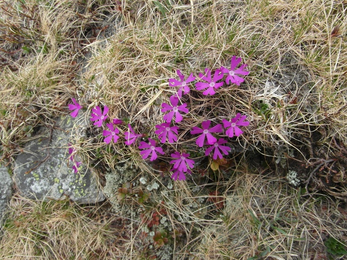 Pięć Stawów i kozice, czyli Tatry puste po majówce