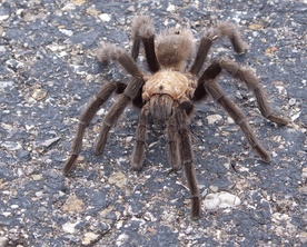 Na Białorusi osiedliły się tarantule