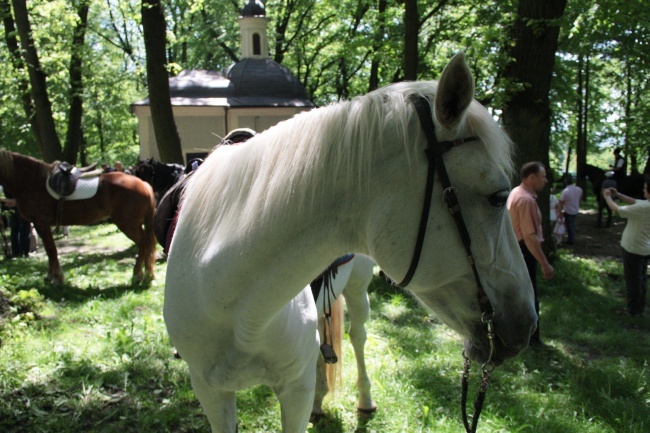 Pielgrzymka miłośników koni