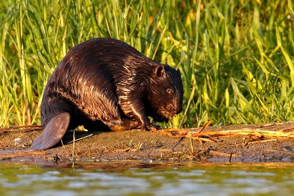 Bobry coraz częściej atakują ludzi