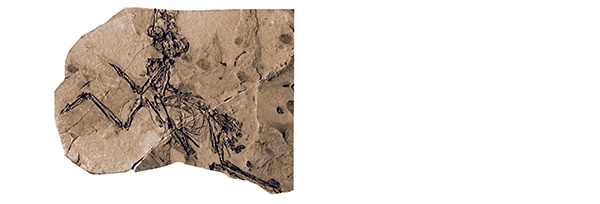 Ptak spod Rzeszowa żył 29 mln lat temu. Był niewielki, miał kilkanaście centymetrów wysokości i nie był dobrym lotnikiem