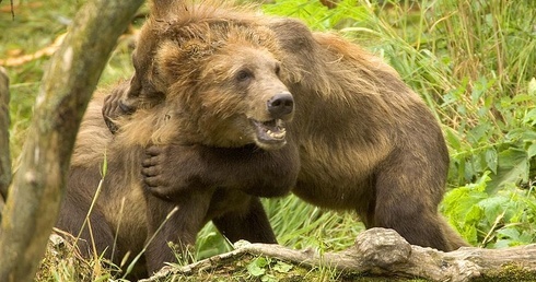 Trzy martwe niedźwiedzie w Bieszczadach