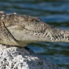 Dwumetrowy krokodyl wszedł do parlamentu