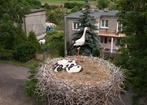 Bociania rodzina