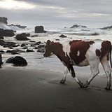 Surrealistyczna krowa  na plaży w Pilolcura