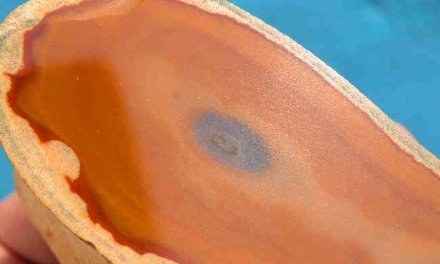 Skrzemieniałe drzewo