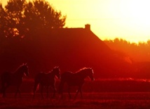 Wschód słońca w Hitzum