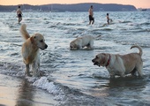 Z psem na sopockiej plaży 