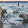 Z psem na sopockiej plaży 