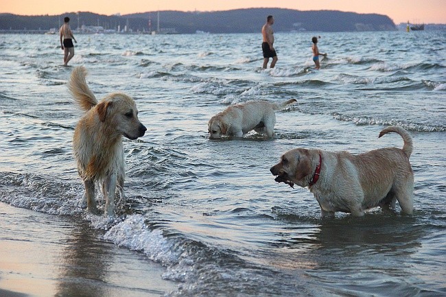 Z psem na sopockiej plaży 