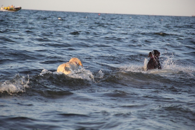 Psia plaża w Sopocie 