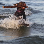 Psia plaża w Sopocie 