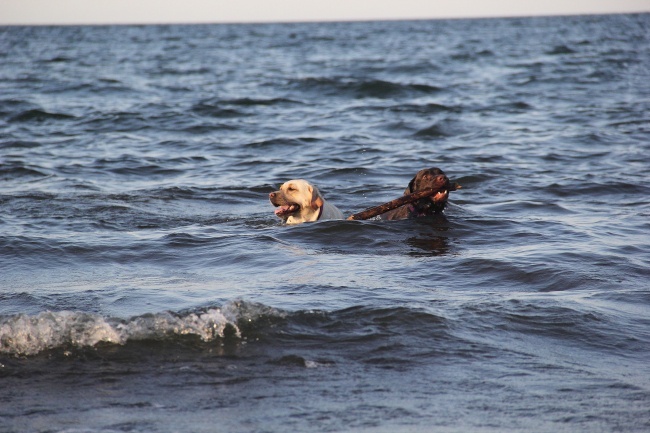 Psia plaża w Sopocie 