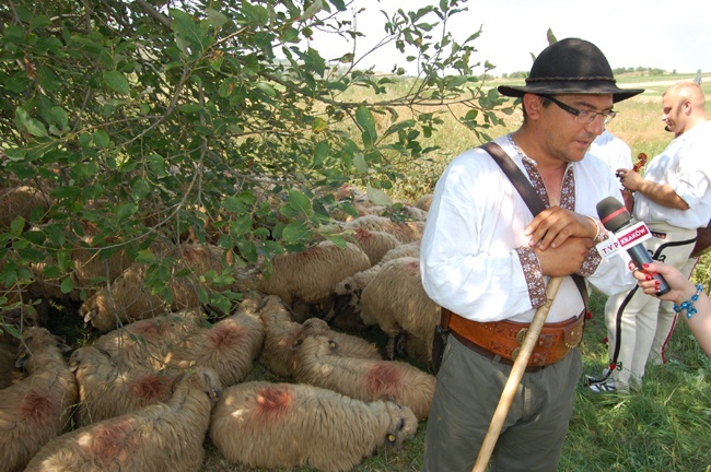 Redyk Karpacki na Podhalu