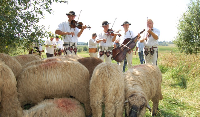 Owce idą przez Europę