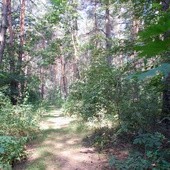 Długotrwały brak opadów sprawił, że w wielu miejscach naszej diecezji nie można wejść do lasu