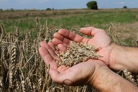 Zmowa cenowa w skupach zbóż?