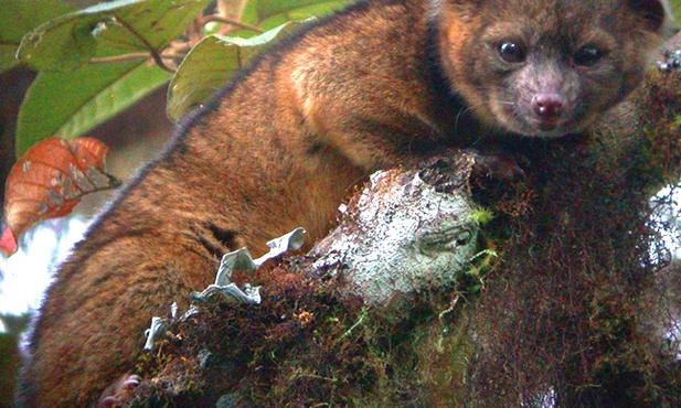 Olinguito