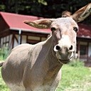 Państwo Słupscy założyli Polskie Stowarzyszenie Hodowców Osłów na rzecz rozwoju hodowli i onoterapi, które poszukuje miłośników tych sympatycznych zwierząt