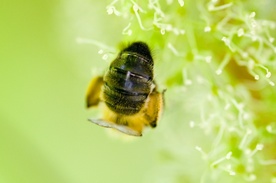 Sezon dla pszczelarzy "średnio udany"