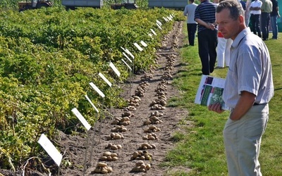 Na przygotowanych poletkach prezentowano zbiory i uprawy różnych odmian ziemniaka