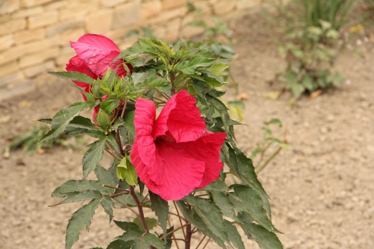 Ogród Hortiterapii w Jadownikach