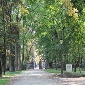 Park krajobrazowy w Radziejowicach