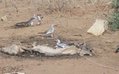 Turkana - ziemia jałowa