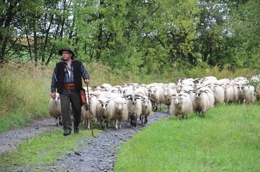 Przez pięć państw na czele stada owiec