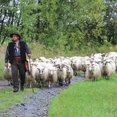 Przez pięć państw na czele stada owiec