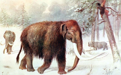 Dlaczego wymarły mamuty?