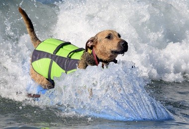 Zawody psich surferów