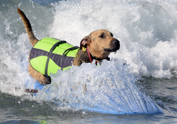 Zawody psich surferów