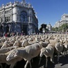 Owce w mieście