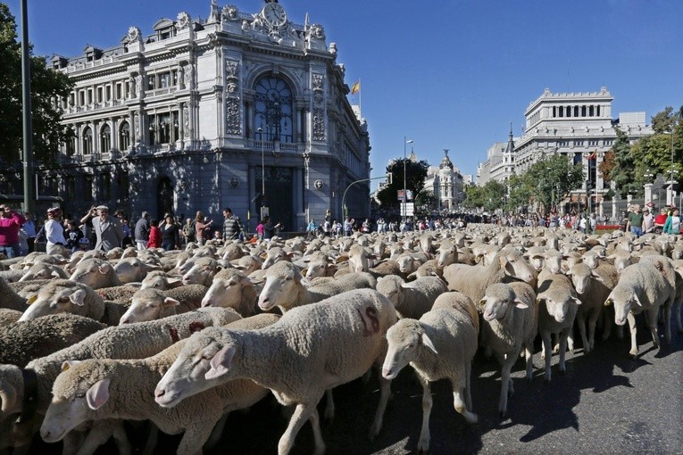 Owce w mieście