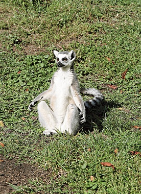  Wygrzewanie się na słońcu to najśmieszniejsza poza lemurów Catta