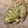 Koniec francuskich żabich udek