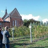 Sandomierska winnica powstała w miejscu tej z XIII w.