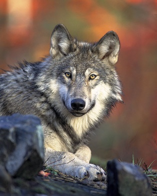 Naukowcy odłowili wilka "towarzyskiego" wilczycę