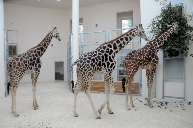 Żyrafy w krakowskim zoo